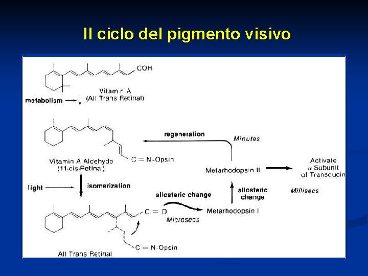 Il ciclo del pigmento visivo 