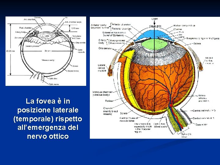 La fovea è in posizione laterale (temporale) rispetto all’emergenza del nervo ottico 