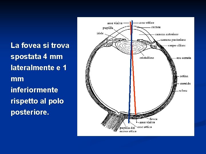 La fovea si trova spostata 4 mm lateralmente e 1 mm inferiormente rispetto al