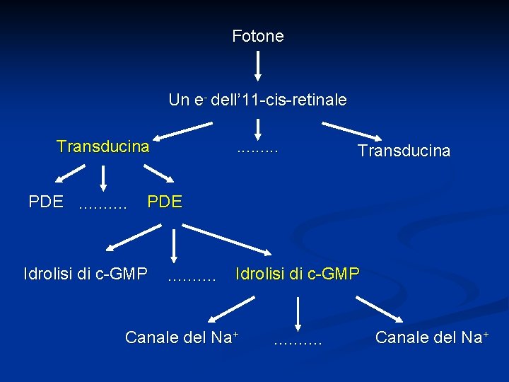 Fotone Un e- dell’ 11 -cis-retinale Transducina PDE. . . . . Transducina PDE