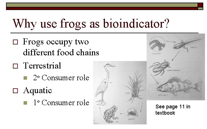 Why use frogs as bioindicator? o o Frogs occupy two different food chains Terrestrial