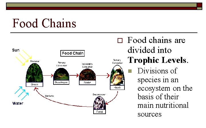 Food Chains o Food chains are divided into Trophic Levels. n Divisions of species