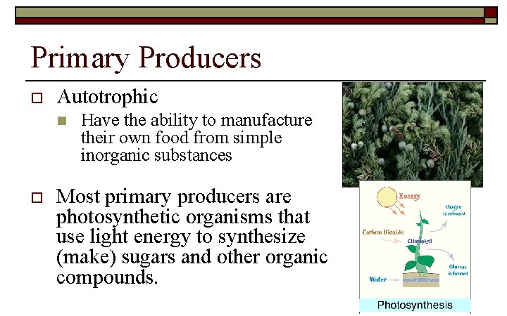 Primary Producers o Autotrophic n o Have the ability to manufacture their own food