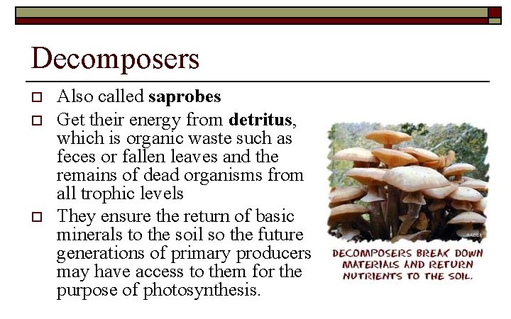 Decomposers o o o Also called saprobes Get their energy from detritus, which is