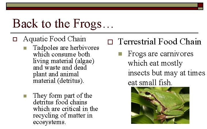 Back to the Frogs… o Aquatic Food Chain n Tadpoles are herbivores which consume