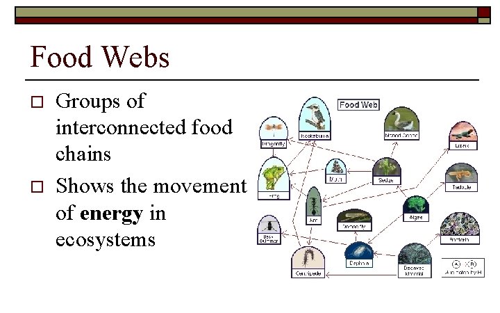 Food Webs o o Groups of interconnected food chains Shows the movement of energy