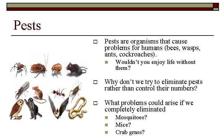 Pests o Pests are organisms that cause problems for humans (bees, wasps, ants, cockroaches).