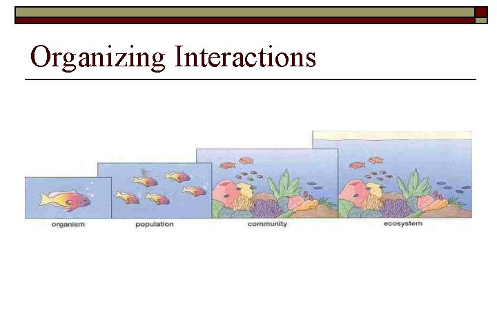 Organizing Interactions 