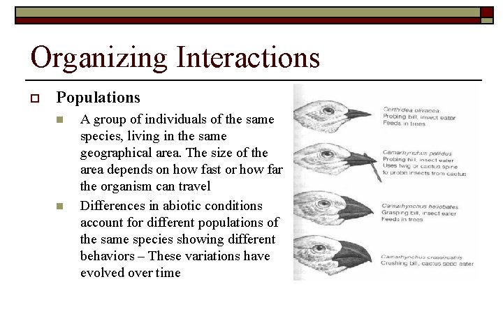 Organizing Interactions o Populations n n A group of individuals of the same species,