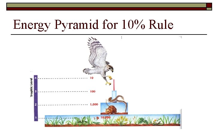 Energy Pyramid for 10% Rule 