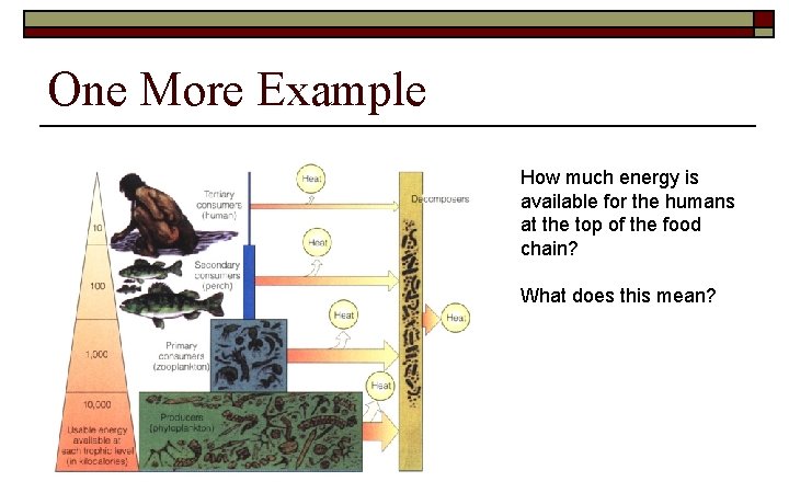 One More Example How much energy is available for the humans at the top