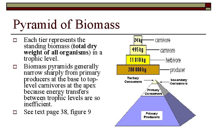 Pyramid of Biomass o o o Each tier represents the standing biomass (total dry