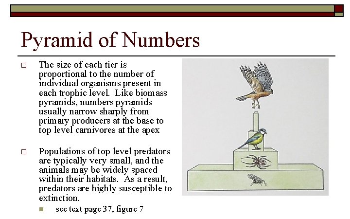 Pyramid of Numbers o The size of each tier is proportional to the number