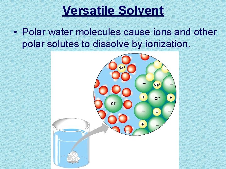 Versatile Solvent • Polar water molecules cause ions and other polar solutes to dissolve