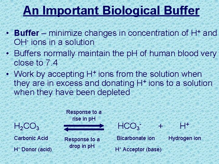 An Important Biological Buffer • Buffer – minimize changes in concentration of H+ and
