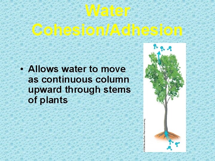 Water Cohesion/Adhesion • Allows water to move as continuous column upward through stems of