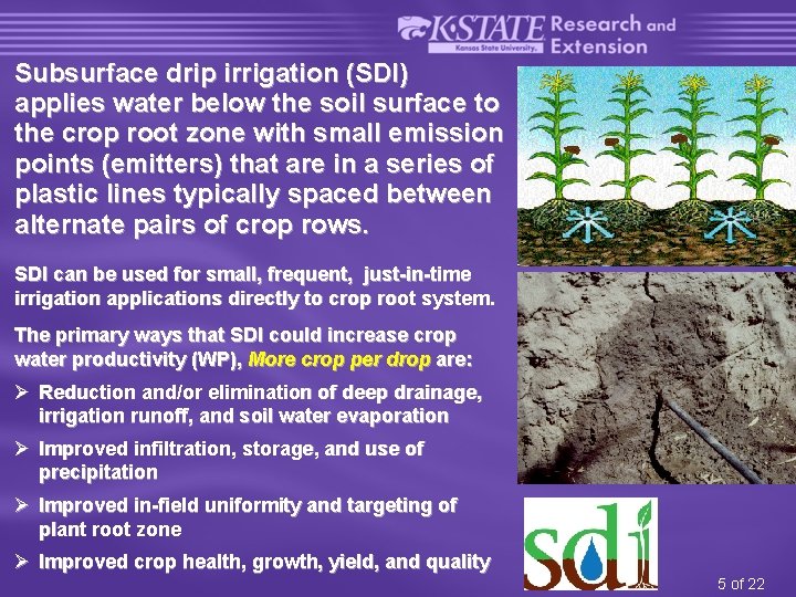 Subsurface drip irrigation (SDI) applies water below the soil surface to the crop root