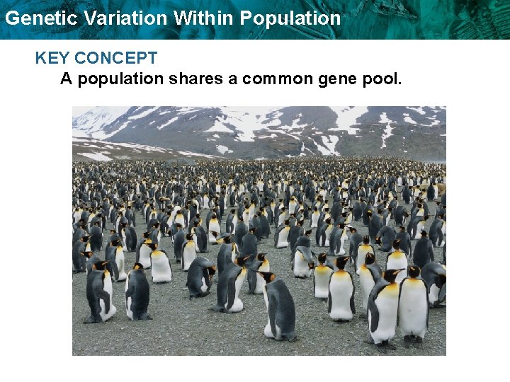 Genetic Variation Within Population KEY CONCEPT A population shares a common gene pool. 