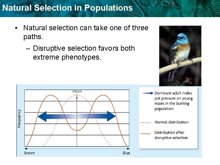Natural Selection in Populations • Natural selection can take one of three paths. –