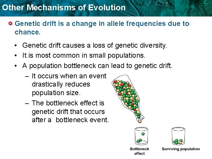 Other Mechanisms of Evolution Genetic drift is a change in allele frequencies due to