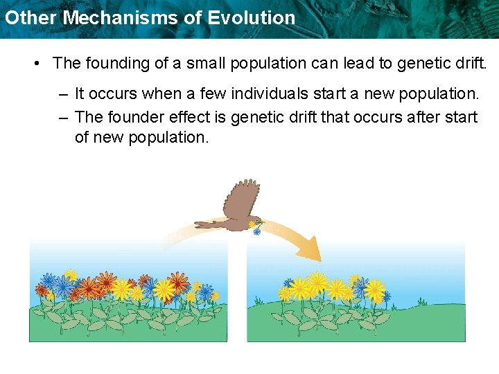 Other Mechanisms of Evolution • The founding of a small population can lead to Other Mechanisms of Evolution • The founding of a small population can lead to