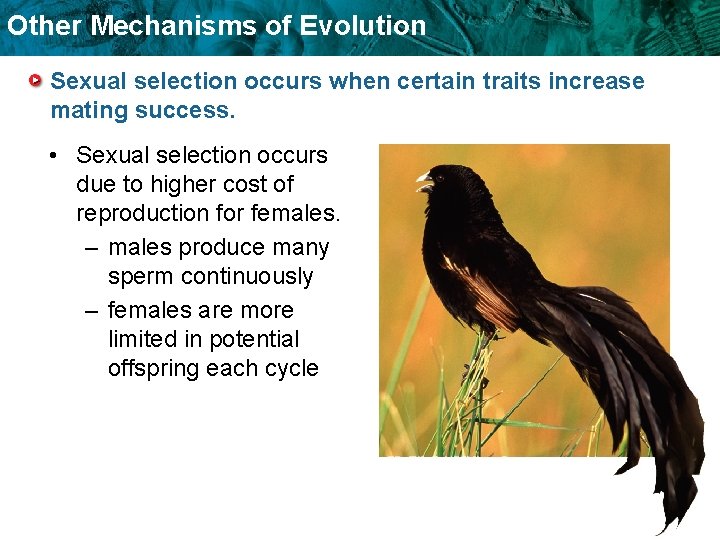Other Mechanisms of Evolution Sexual selection occurs when certain traits increase mating success. •