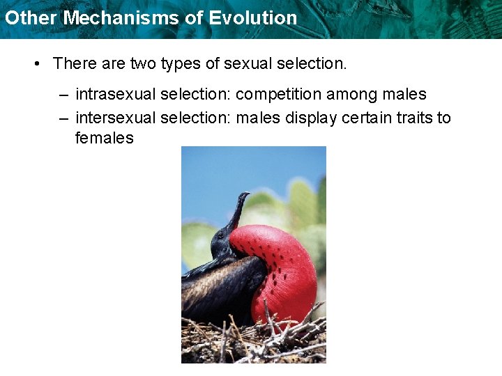 Other Mechanisms of Evolution • There are two types of sexual selection. – intrasexual Other Mechanisms of Evolution • There are two types of sexual selection. – intrasexual