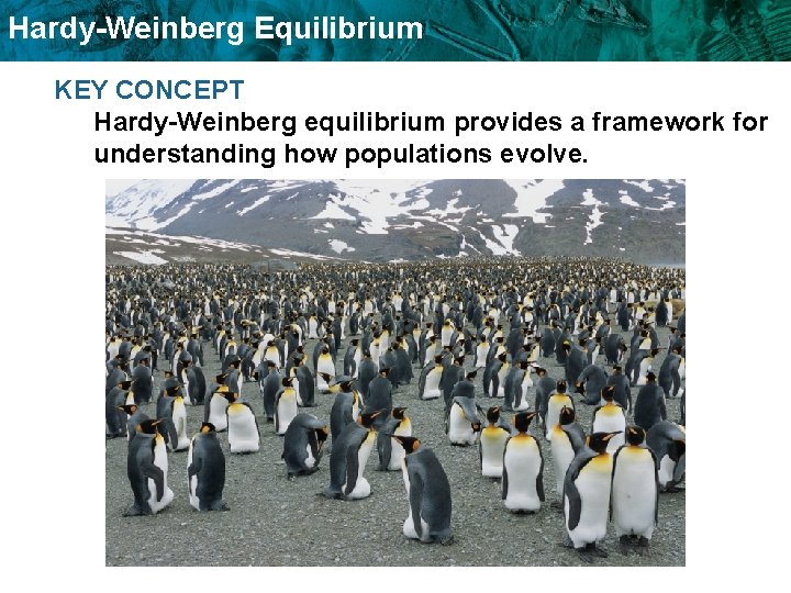 Hardy-Weinberg Equilibrium KEY CONCEPT Hardy-Weinberg equilibrium provides a framework for understanding how populations evolve. Hardy-Weinberg Equilibrium KEY CONCEPT Hardy-Weinberg equilibrium provides a framework for understanding how populations evolve.
