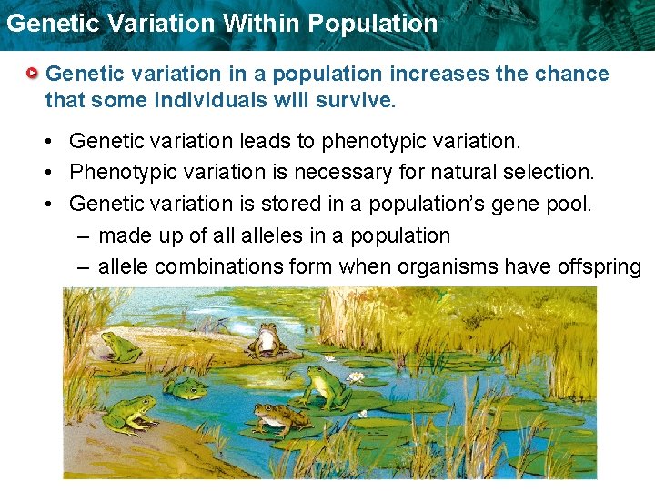Genetic Variation Within Population Genetic variation in a population increases the chance that some Genetic Variation Within Population Genetic variation in a population increases the chance that some