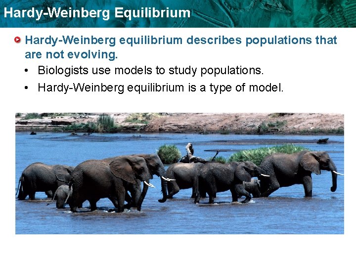 Hardy-Weinberg Equilibrium Hardy-Weinberg equilibrium describes populations that are not evolving. • Biologists use models Hardy-Weinberg Equilibrium Hardy-Weinberg equilibrium describes populations that are not evolving. • Biologists use models