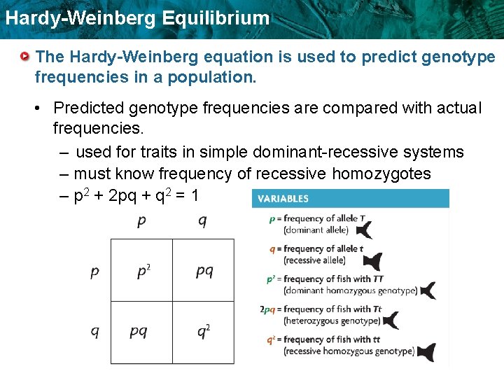 Hardy-Weinberg Equilibrium The Hardy-Weinberg equation is used to predict genotype frequencies in a population.