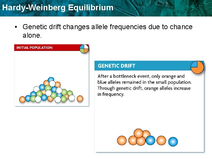 Hardy-Weinberg Equilibrium • Genetic drift changes allele frequencies due to chance alone. 
