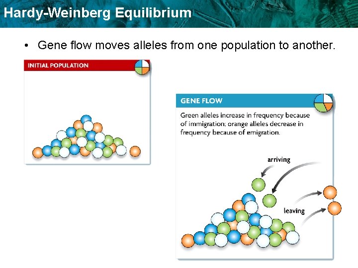 Hardy-Weinberg Equilibrium • Gene flow moves alleles from one population to another. 