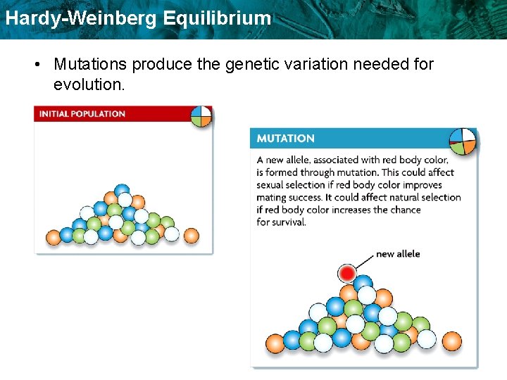 Hardy-Weinberg Equilibrium • Mutations produce the genetic variation needed for evolution. 