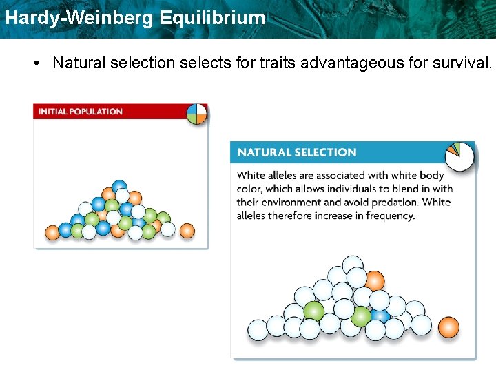 Hardy-Weinberg Equilibrium • Natural selection selects for traits advantageous for survival. Hardy-Weinberg Equilibrium • Natural selection selects for traits advantageous for survival.