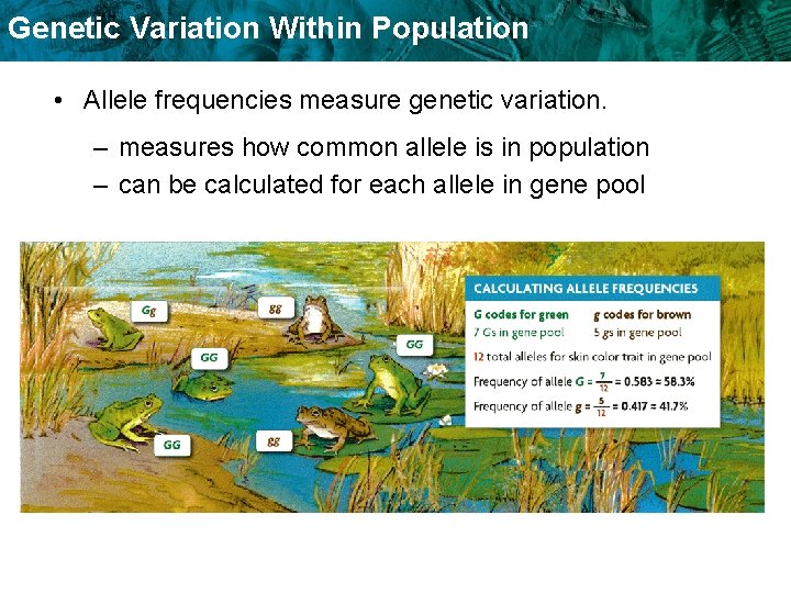 Genetic Variation Within Population • Allele frequencies measure genetic variation. – measures how common