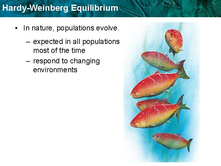 Hardy-Weinberg Equilibrium • In nature, populations evolve. – expected in all populations most of