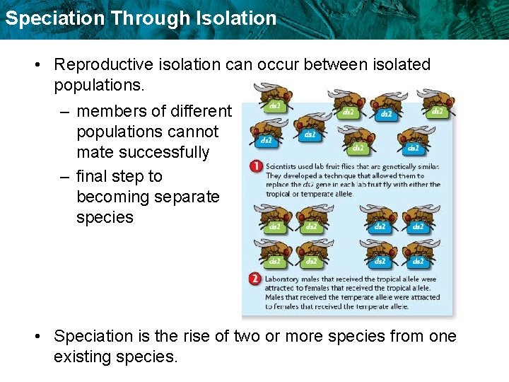 Speciation Through Isolation • Reproductive isolation can occur between isolated populations. – members of