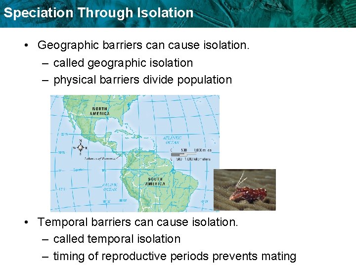 Speciation Through Isolation • Geographic barriers can cause isolation. – called geographic isolation – Speciation Through Isolation • Geographic barriers can cause isolation. – called geographic isolation –