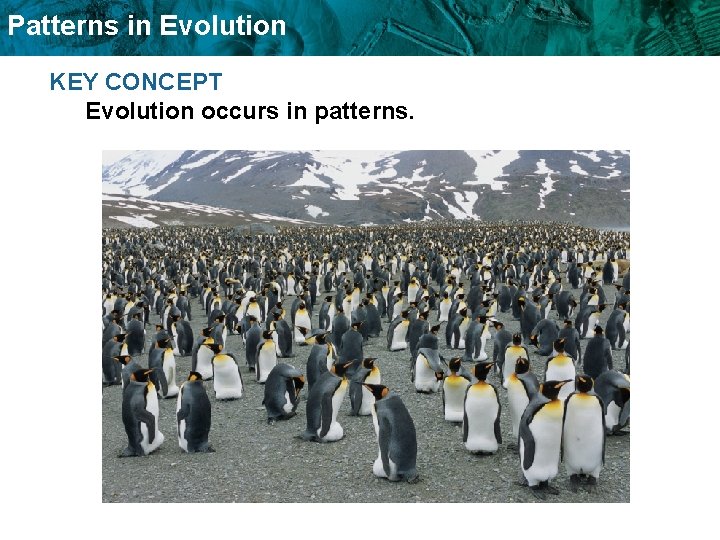Patterns in Evolution KEY CONCEPT Evolution occurs in patterns. Patterns in Evolution KEY CONCEPT Evolution occurs in patterns.