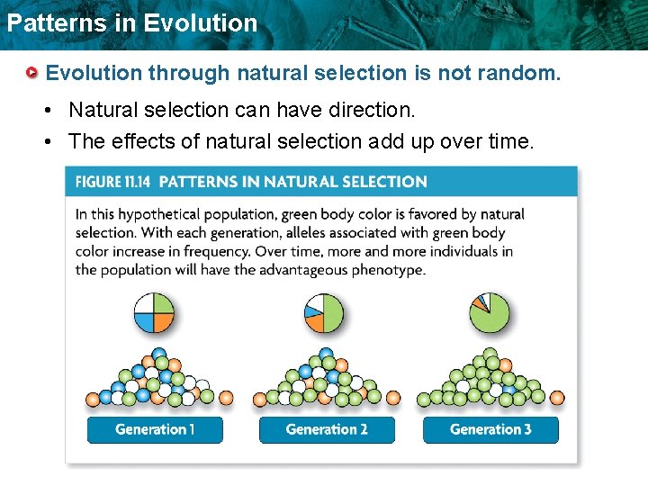 Patterns in Evolution through natural selection is not random. • Natural selection can have