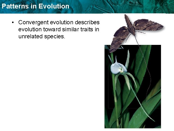 Patterns in Evolution • Convergent evolution describes evolution toward similar traits in unrelated species. Patterns in Evolution • Convergent evolution describes evolution toward similar traits in unrelated species.