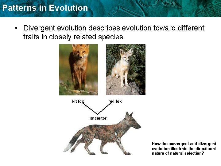 Patterns in Evolution • Divergent evolution describes evolution toward different traits in closely related