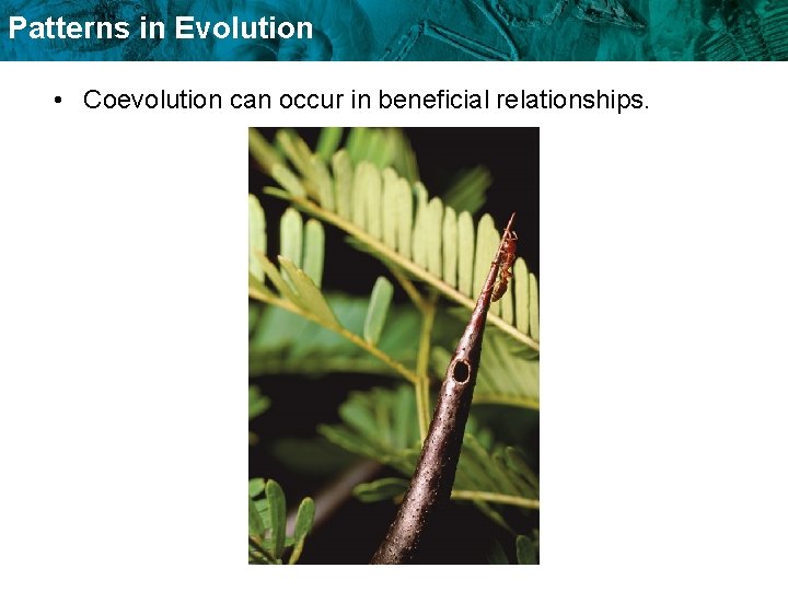 Patterns in Evolution • Coevolution can occur in beneficial relationships. Patterns in Evolution • Coevolution can occur in beneficial relationships.