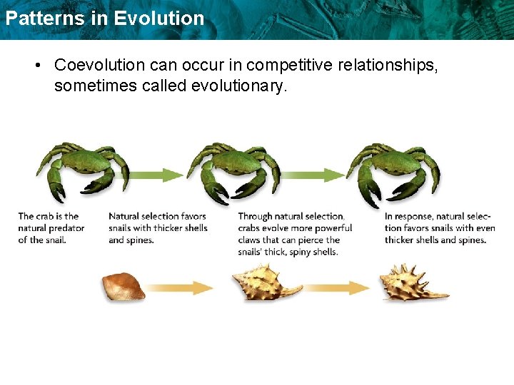 Patterns in Evolution • Coevolution can occur in competitive relationships, sometimes called evolutionary. 