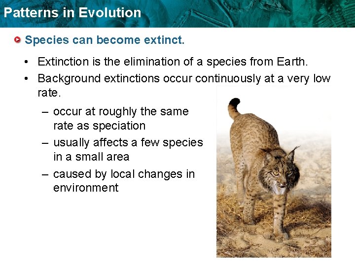 Patterns in Evolution Species can become extinct. • Extinction is the elimination of a