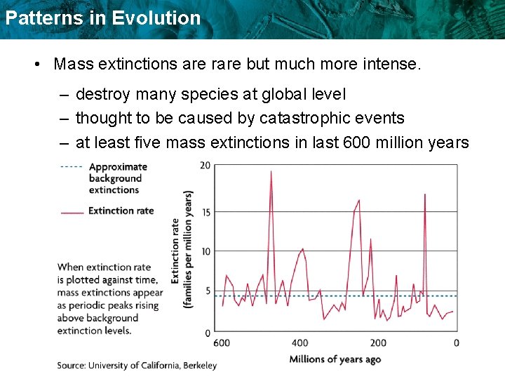 Patterns in Evolution • Mass extinctions are rare but much more intense. – destroy Patterns in Evolution • Mass extinctions are rare but much more intense. – destroy