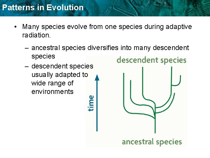 Patterns in Evolution • Many species evolve from one species during adaptive radiation. –