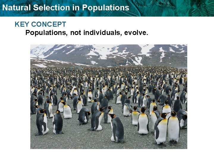 Natural Selection in Populations KEY CONCEPT Populations, not individuals, evolve. Natural Selection in Populations KEY CONCEPT Populations, not individuals, evolve.