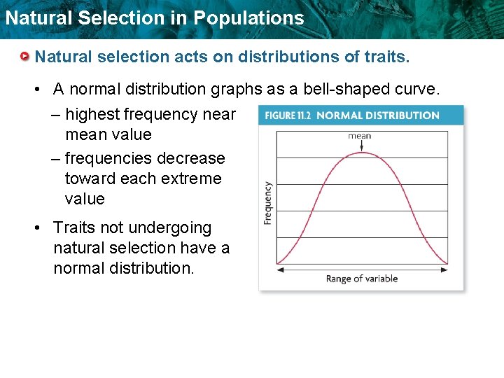 Natural Selection in Populations Natural selection acts on distributions of traits. • A normal Natural Selection in Populations Natural selection acts on distributions of traits. • A normal